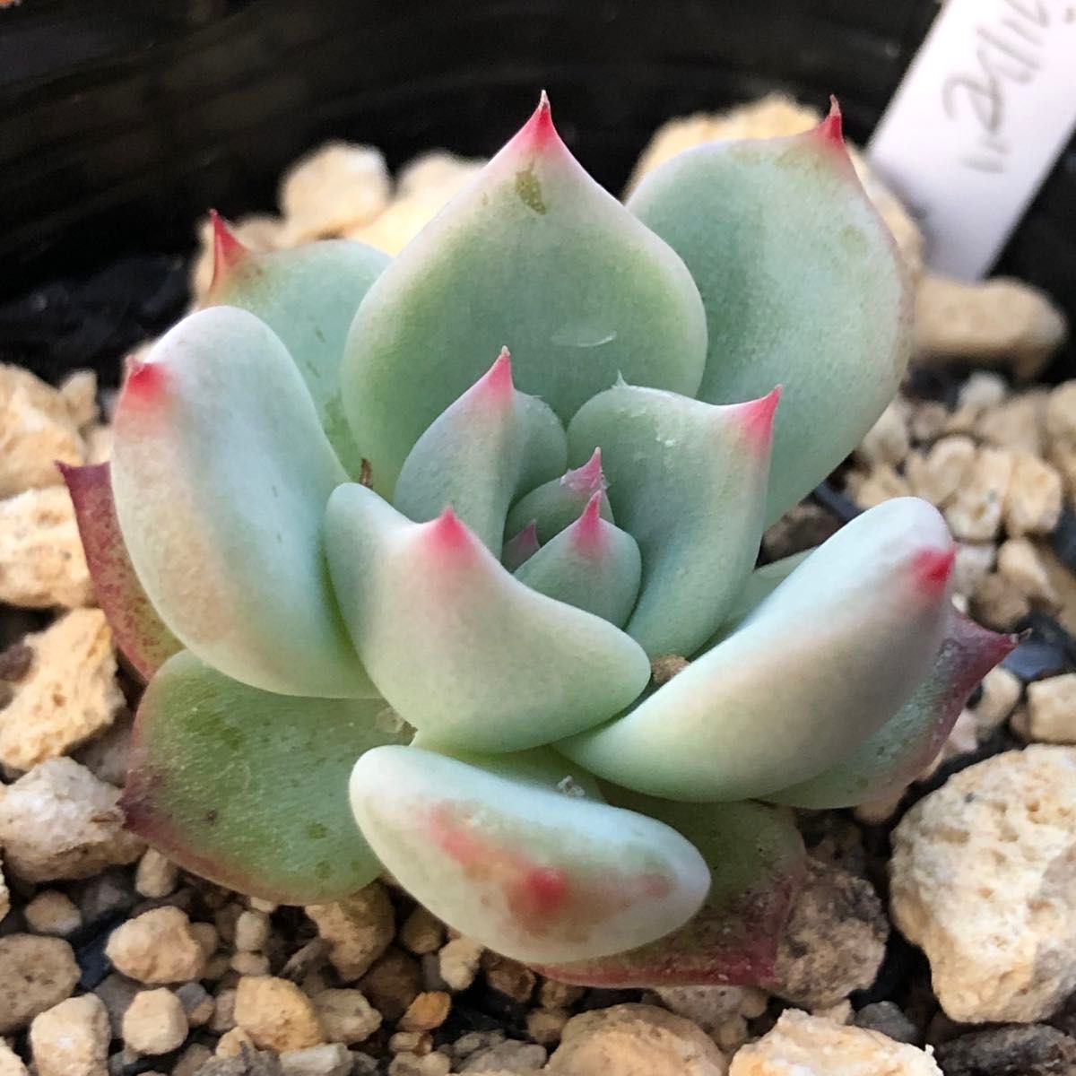 多肉植物　おらいさん苗　ラウリンゼ×そわそわ　繁殖苗