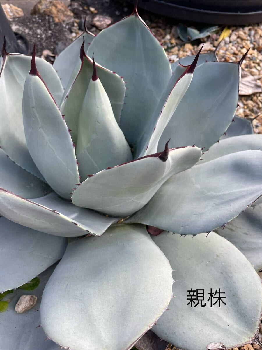 アガベ パリー トランカータ Agave parryi truncata 美白良親株_画像1