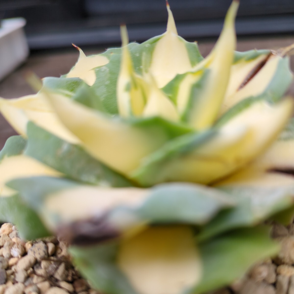 アガベ 多肉植物 王妃雷神錦 黄中斑 抜き苗の画像5