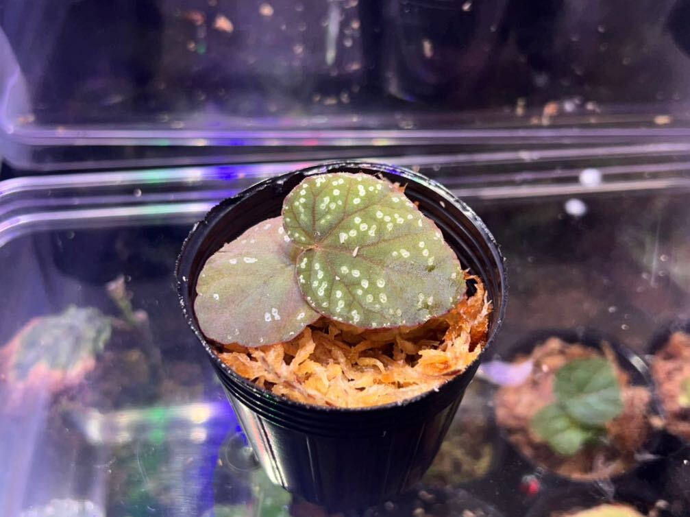 Bibian 比比昂- Begonia phoeniogramma Ⅰ ベゴニアフォエニオ Bibian 比比昂- Begonia phoeniogramma Ⅰ ベゴニアフォエニオ