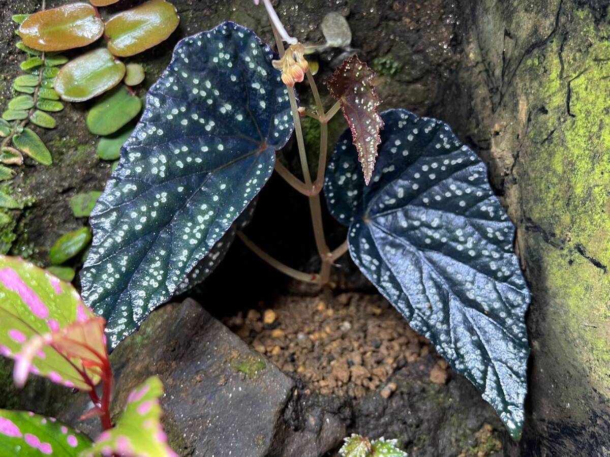 Begonia phoeniogramma Ⅰ ベゴニア フォエニオグランマ l 子株　パルダリウム/ビバリウム/熱帯植物_画像1