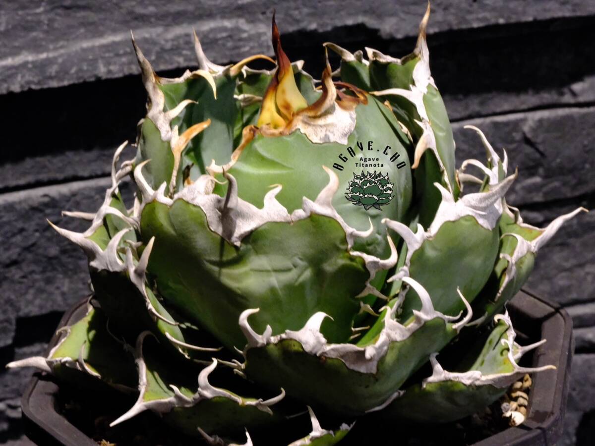 【ever plants】Agave titanota 白鯨（4C113）チタノタ、オテロイ、ハクゲイの画像1