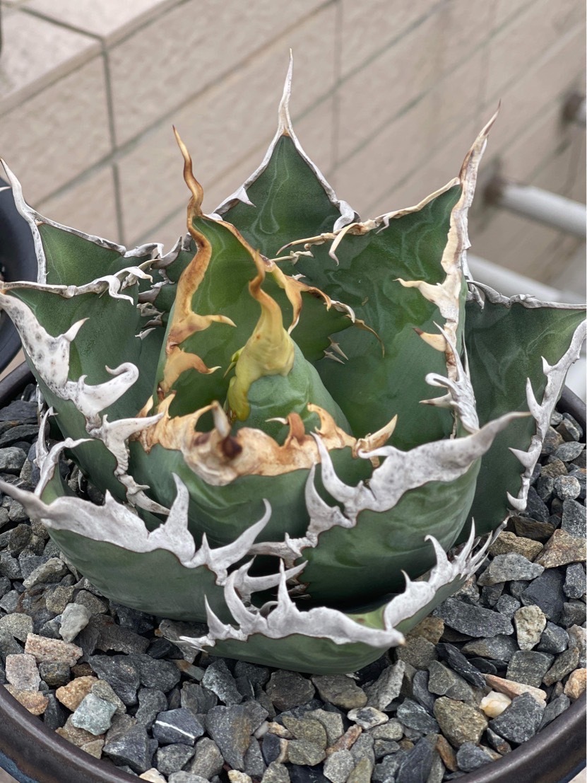 【ever plants】Agave titanota Dennis002（4c204）デニス002、チタノタ、オテロイの画像1