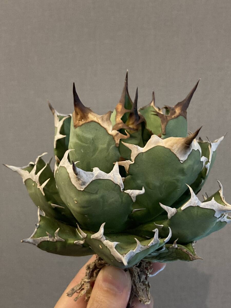 【ever plants】Agave titanota 姫厳龍（1B023）チタノタ、オテロイ、ヒメゲンリュウの画像2