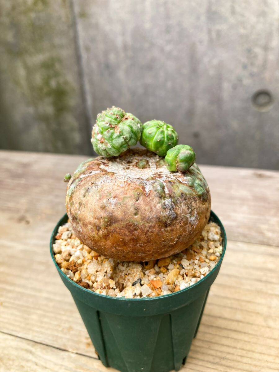 Euphorbia obesa F96【モンスト・子吹】ユーフォルビア オベサ_画像3