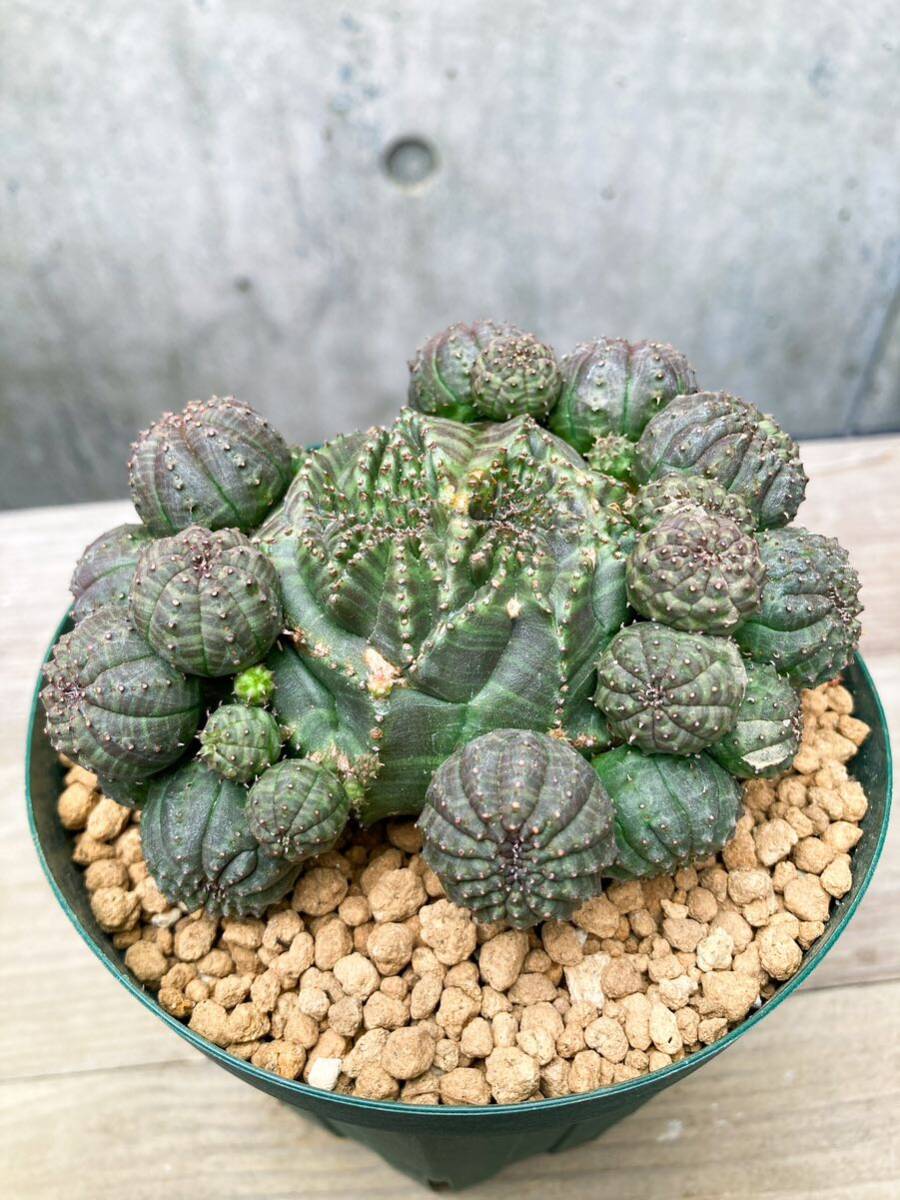 Euphorbia obesa F104【綴化・子吹】ユーフォルビア オベサの画像8