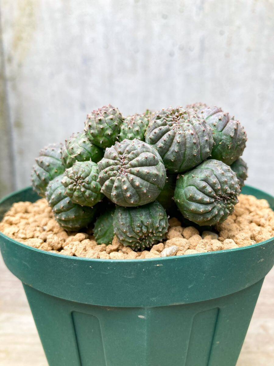 Euphorbia obesa F104【綴化・子吹】ユーフォルビア オベサの画像3