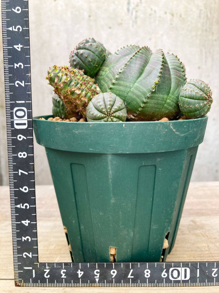 Euphorbia obesa F114【綴化・子吹】ユーフォルビア オベサの画像10