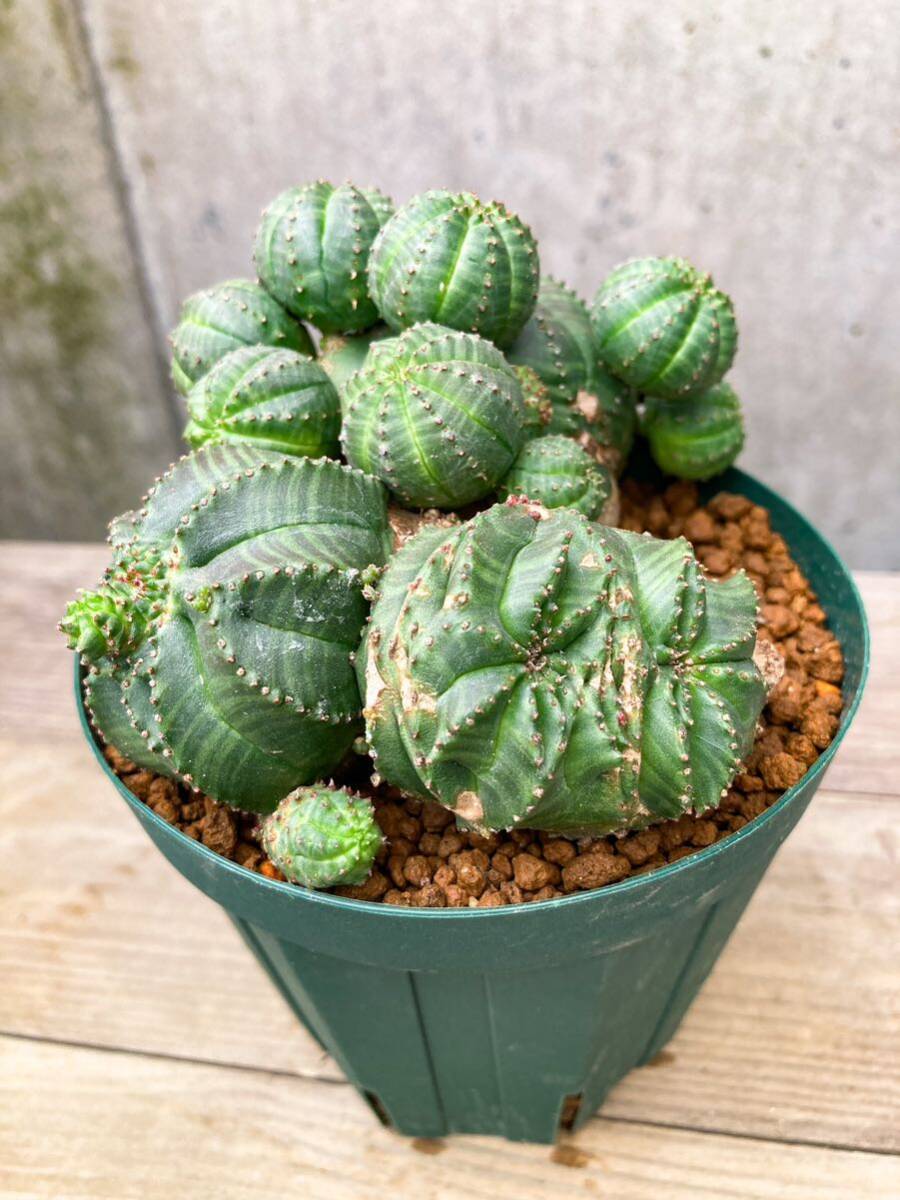 Euphorbia obesa F118【綴化・子吹】ユーフォルビア オベサの画像1