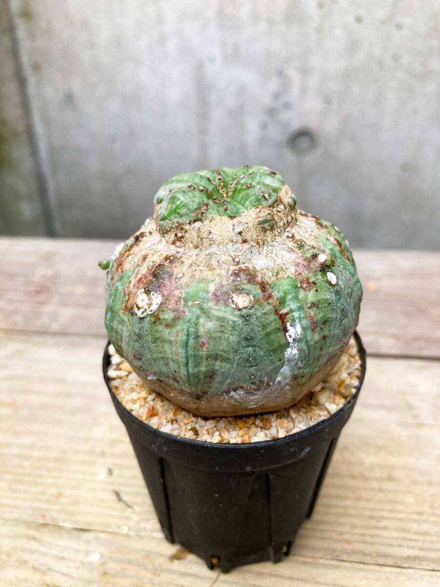 Euphorbia obesa F128【モンスト】ユーフォルビア オベサ_画像8