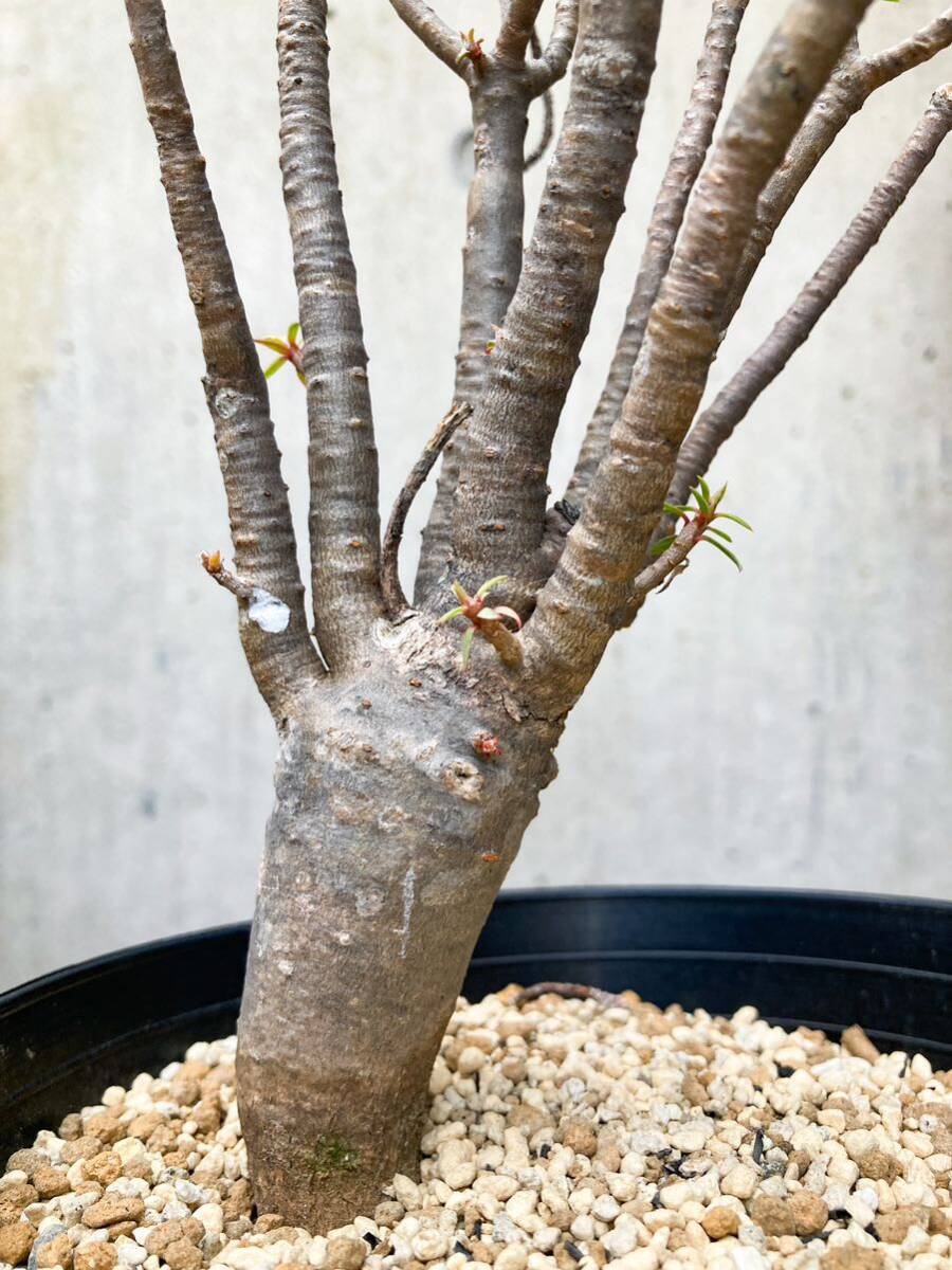 Euphorbia balsamifera F129【良型】 ユーフォルビア バルサミフェラ_画像6