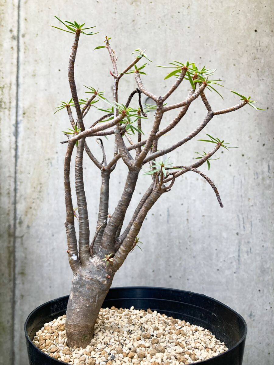 Euphorbia balsamifera F129【良型】 ユーフォルビア バルサミフェラ_画像4