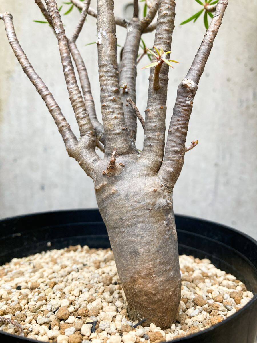 Euphorbia balsamifera F129【良型】 ユーフォルビア バルサミフェラ_画像5