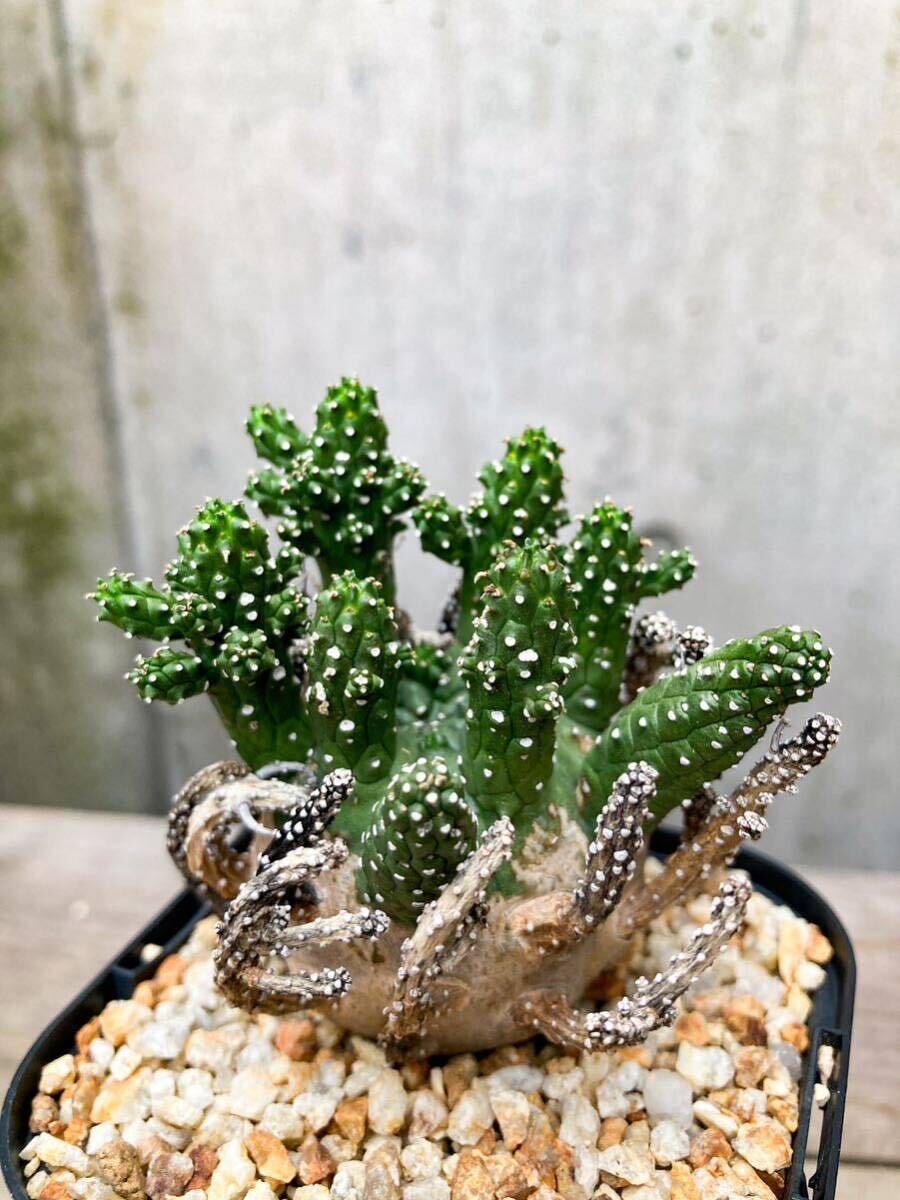 Euphorbia gamkensis F136【良型】 ユーフォルビア ガムケンシス_画像1