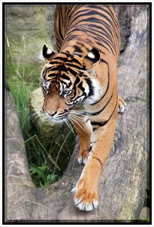 迅速対応 即日 フリー画像 送料無料 1円即決 フリー素材 フリー写真 ご自由にお使いください 動物 トラ 虎5の画像1