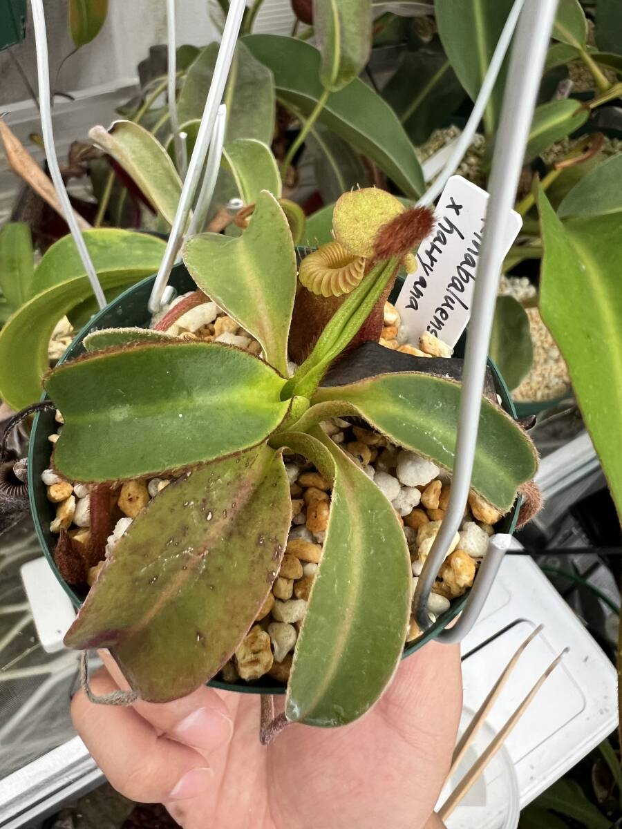 N.xkinabaluensis x xharryana ネペンテス 食虫植物の画像3