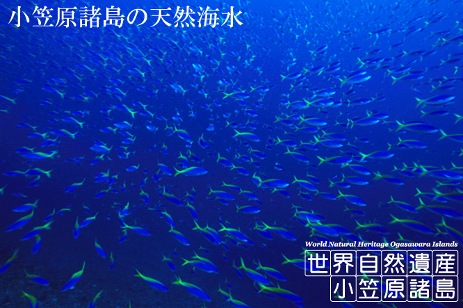 全国一律送料込み!世界遺産 小笠原諸島の天然海水 20L クリアな海水が180cm水槽に栄える！の画像1