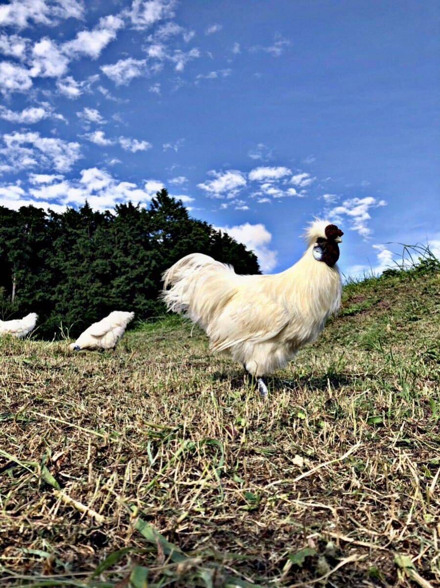 東京烏骨鶏の卵 有精卵 ニワトリ 烏骨鶏の孵化 送料無料 6個セットの画像1