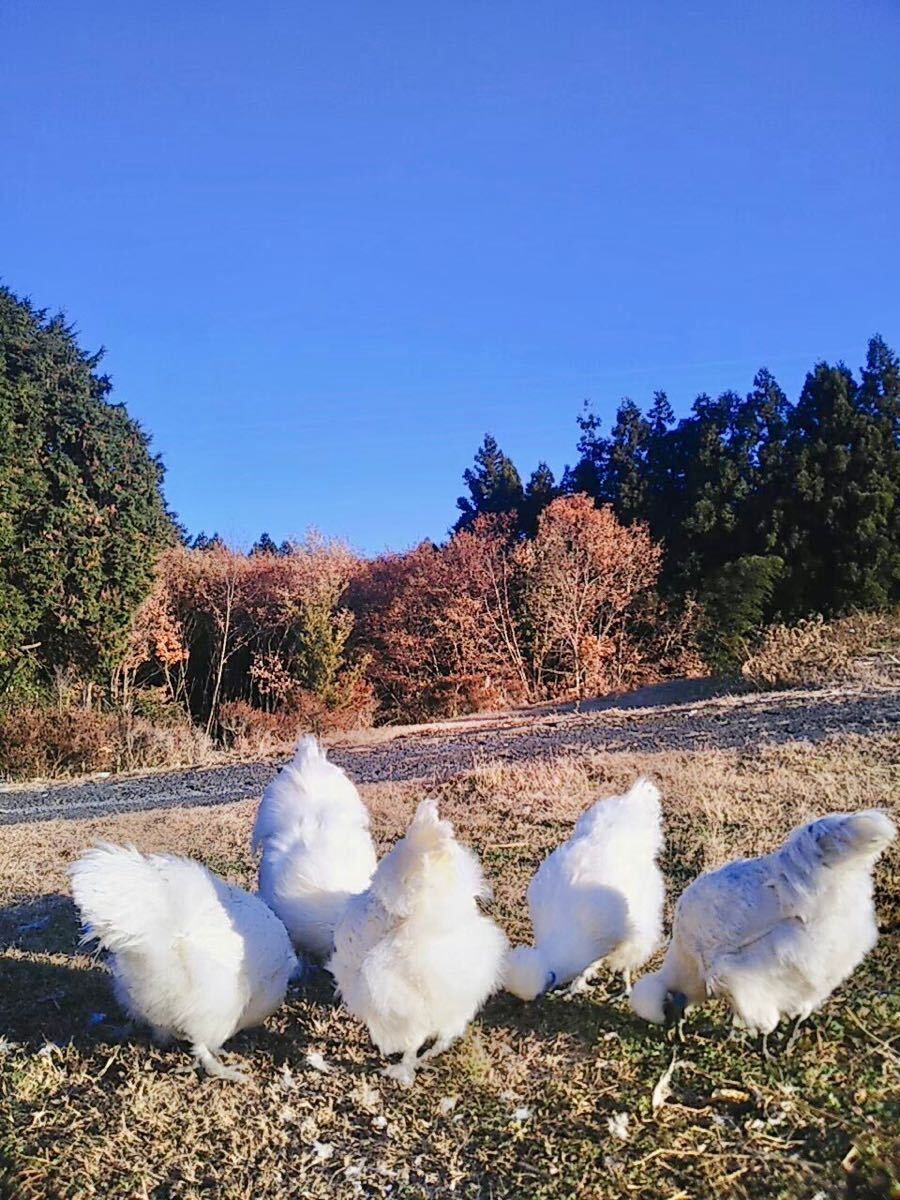 東京烏骨鶏の卵 有精卵 ニワトリ 烏骨鶏の孵化 送料無料 6個セットの画像4