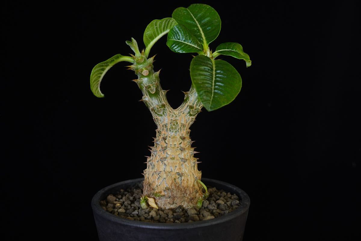 1 パキポディウム ウィンゾリー Windsorii コーデックス 良型 塊根植物 実生1の画像1