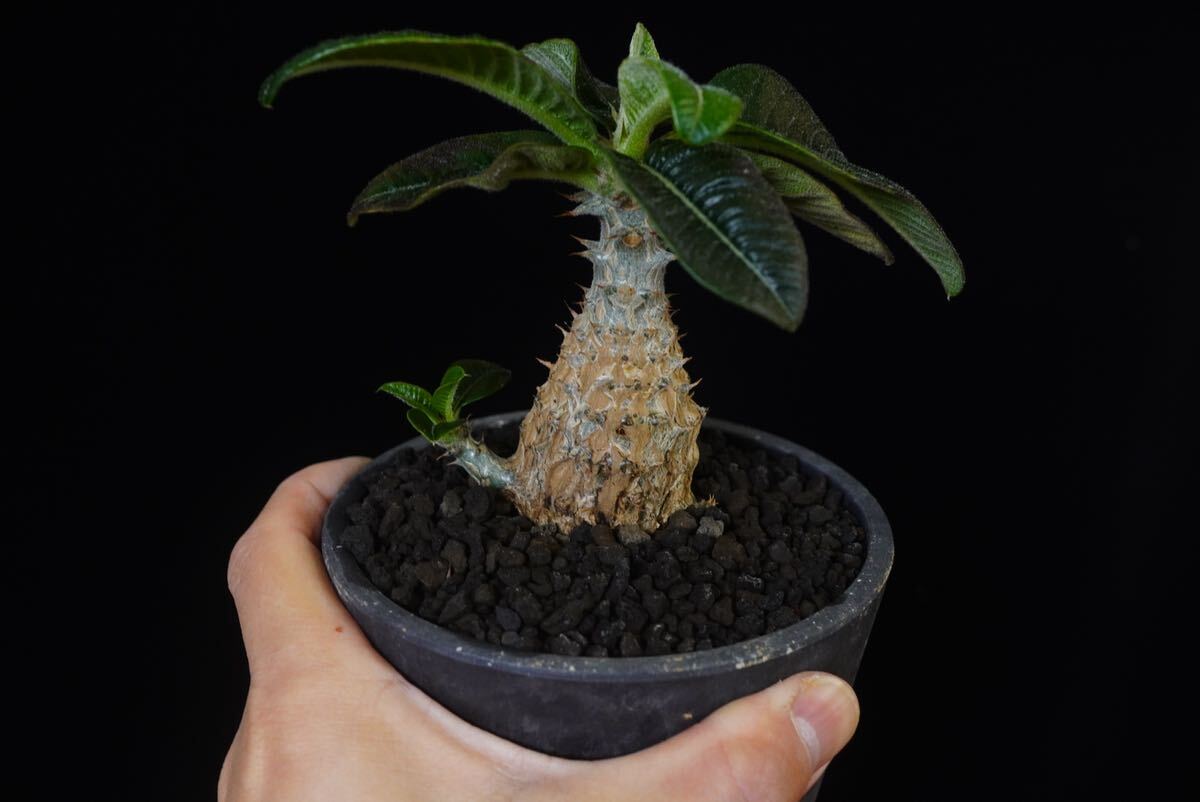 5 パキポディウム ウィンゾリー Windsorii コーデックス 良型 塊根植物 実生1の画像3