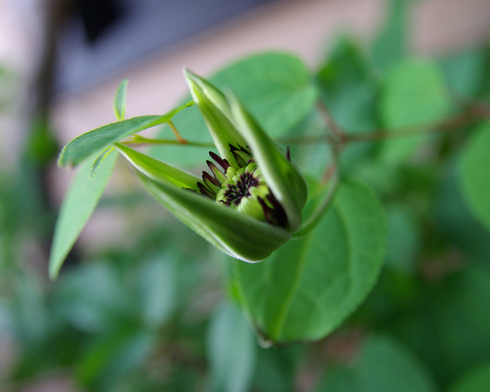 ◆『クレマチス・ビエネッタ』◆苗◆八重咲き◆爽やかな色合い◆_開花の様子