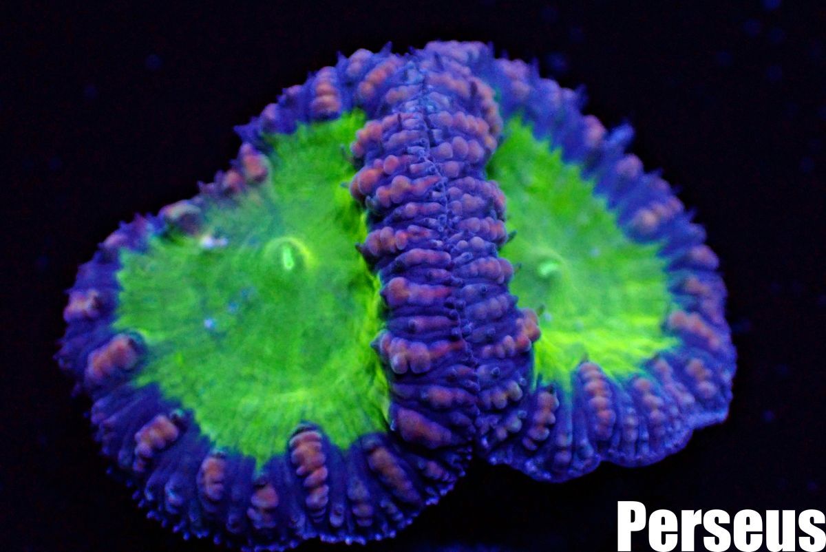 ＜Perseus＞★２枚付き★《オオタバサンゴ×蛍光グリーン》[アクアリウム][サンゴ][海水] の画像1