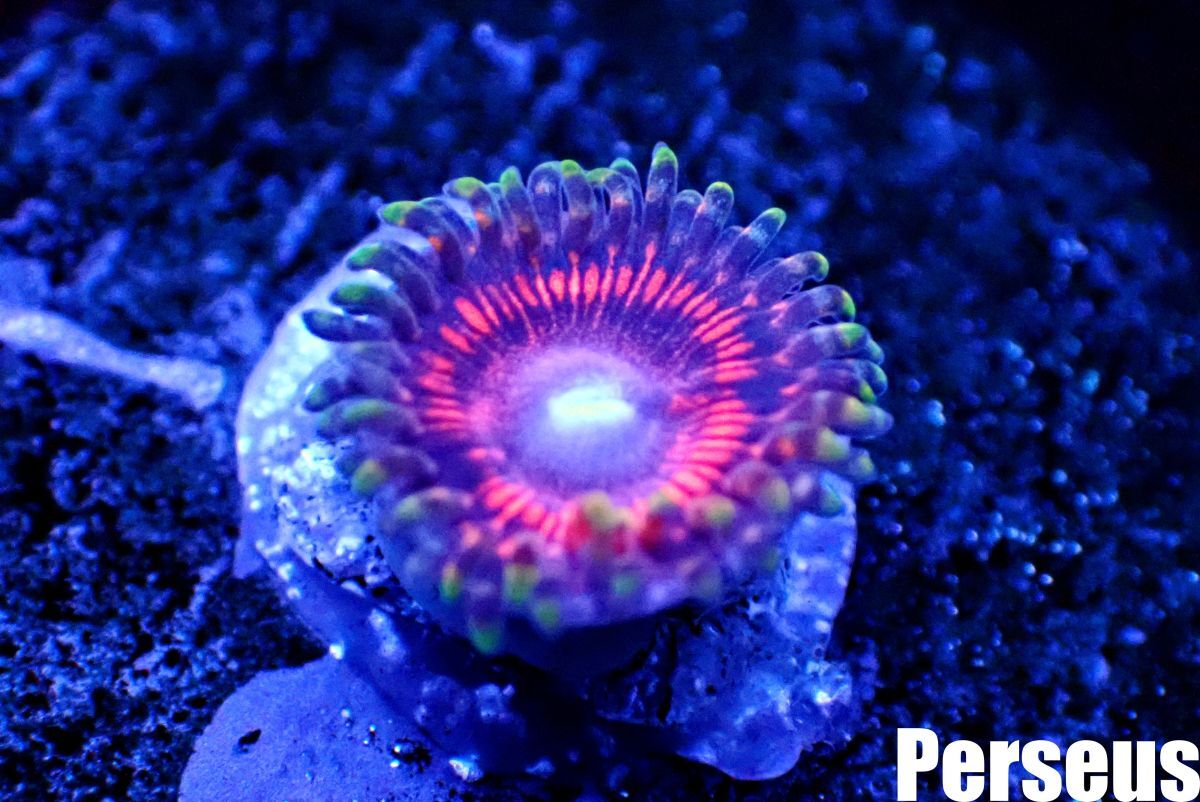 ＜Perseus＞★映える★《マメスナギンチャク×ピンク》 [アクアリウム][サンゴ][海水] の画像2