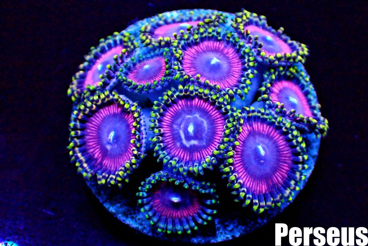 ＜Perseus＞★10ポリプの美個体★《マメスナギンチャク×sheep's eyes》 [アクアリウム][サンゴ][海水] の画像2