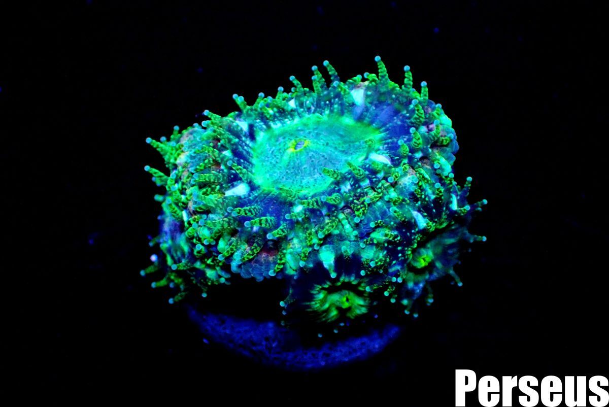 ＜Perseus＞《カクオオトゲキクメイシ×ライトグリーン》 [アクアリウム][サンゴ][海水] の画像2