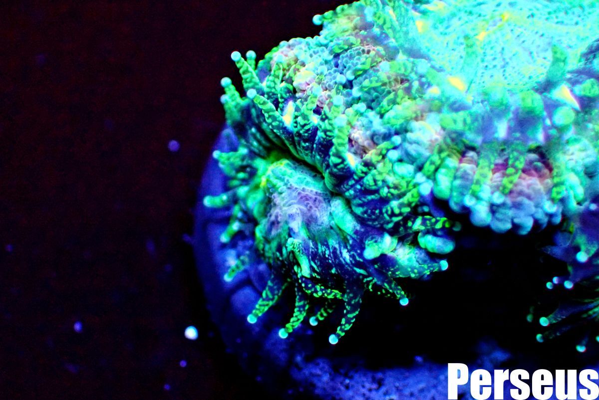 ＜Perseus＞《カクオオトゲキクメイシ×ライトグリーン》 [アクアリウム][サンゴ][海水] の画像4