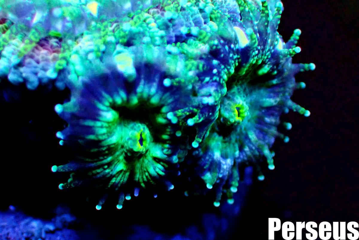 ＜Perseus＞《カクオオトゲキクメイシ×ライトグリーン》 [アクアリウム][サンゴ][海水] の画像3