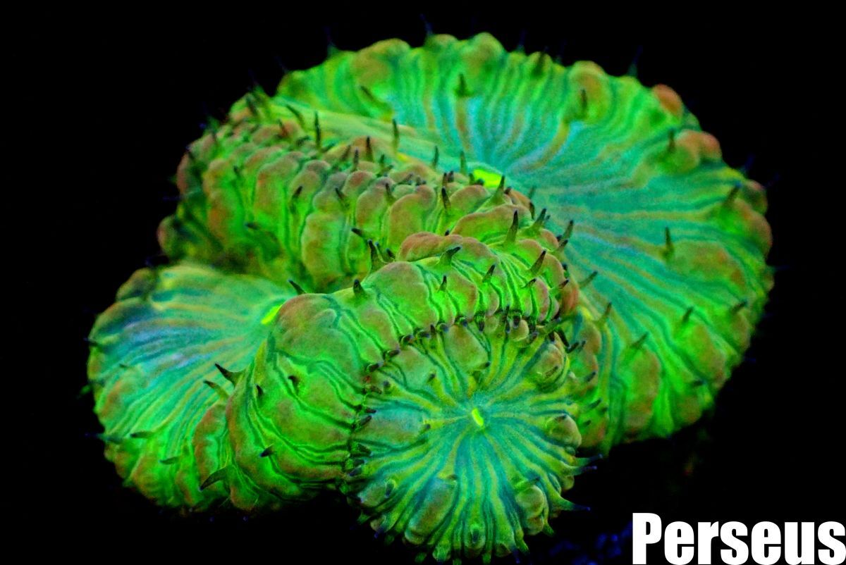 ＜Perseus＞★3枚付きな美個体★《オオタバサンゴ×クリアグリーン》 [アクアリウム][サンゴ][海水] の画像1