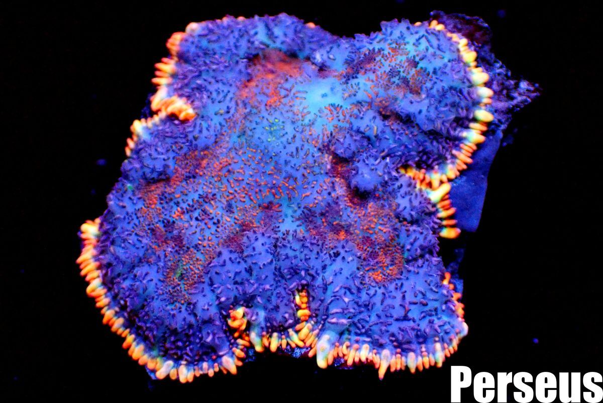 ＜Perseus＞★珍しいカラー★《Bullseye Rhodactis Mushroom：ディスク》ブルズアイ [アクアリウム][サンゴ][海水] の画像2