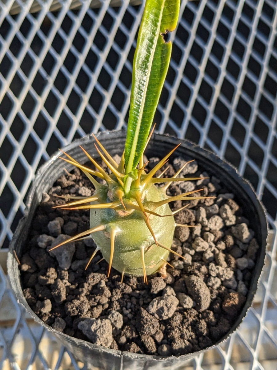 パキポディウム アンボンゲンセ④コーデックス 塊根 Pachypodium グラキリス_画像4