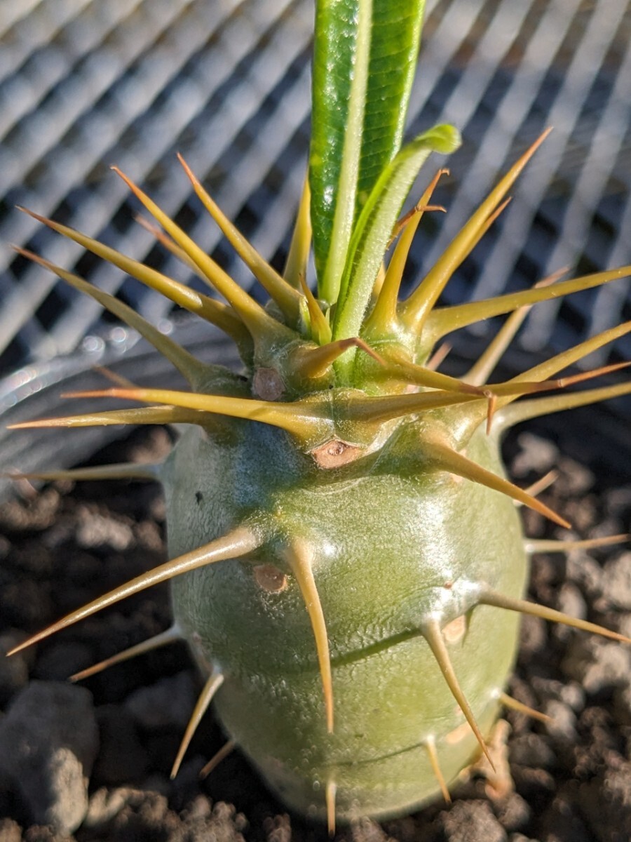 パキポディウム アンボンゲンセ④コーデックス 塊根 Pachypodium グラキリス_画像3