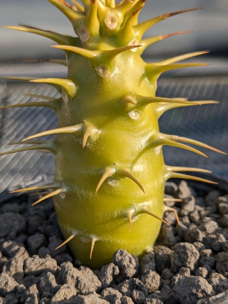 パキポディウム アンボンゲンセ① コーデックス 塊根 Pachypodium グラキリス_画像2