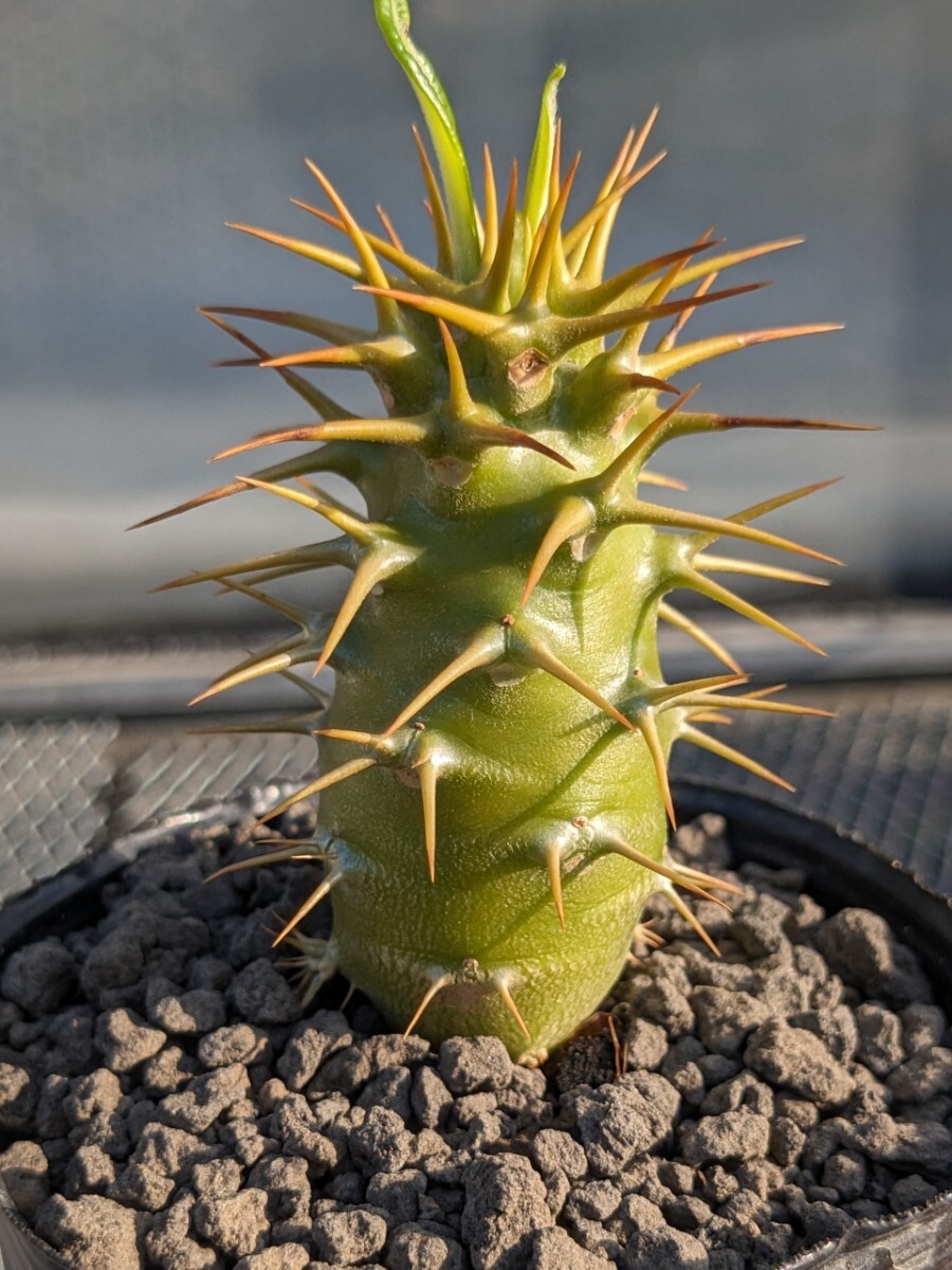 パキポディウム アンボンゲンセ② コーデックス 塊根 Pachypodium グラキリス_画像5