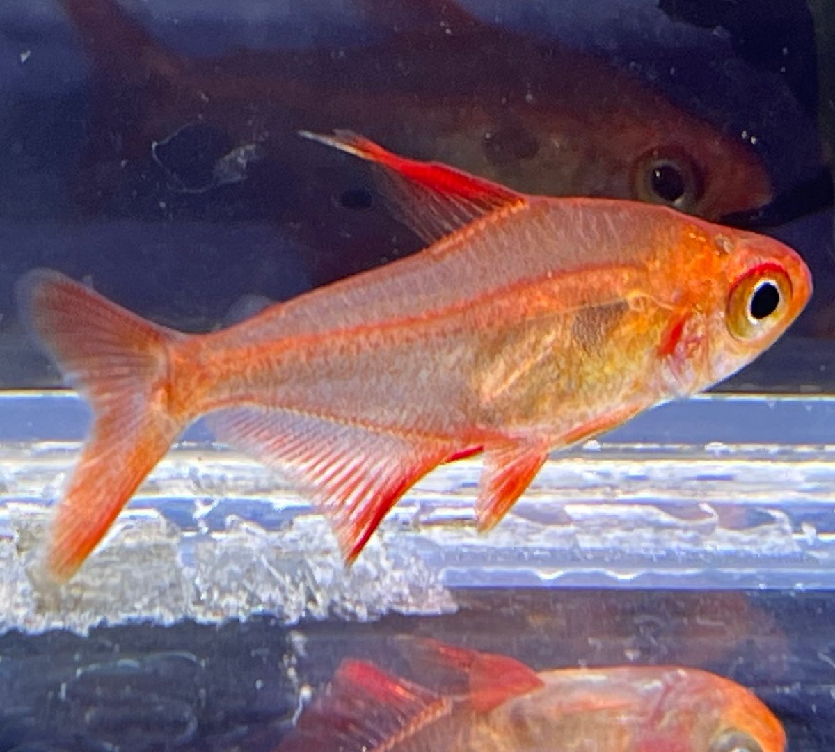  originator red Phantom Tetra *rubla. included approximately 3cm rom and rear (before and after) 3 pcs set 