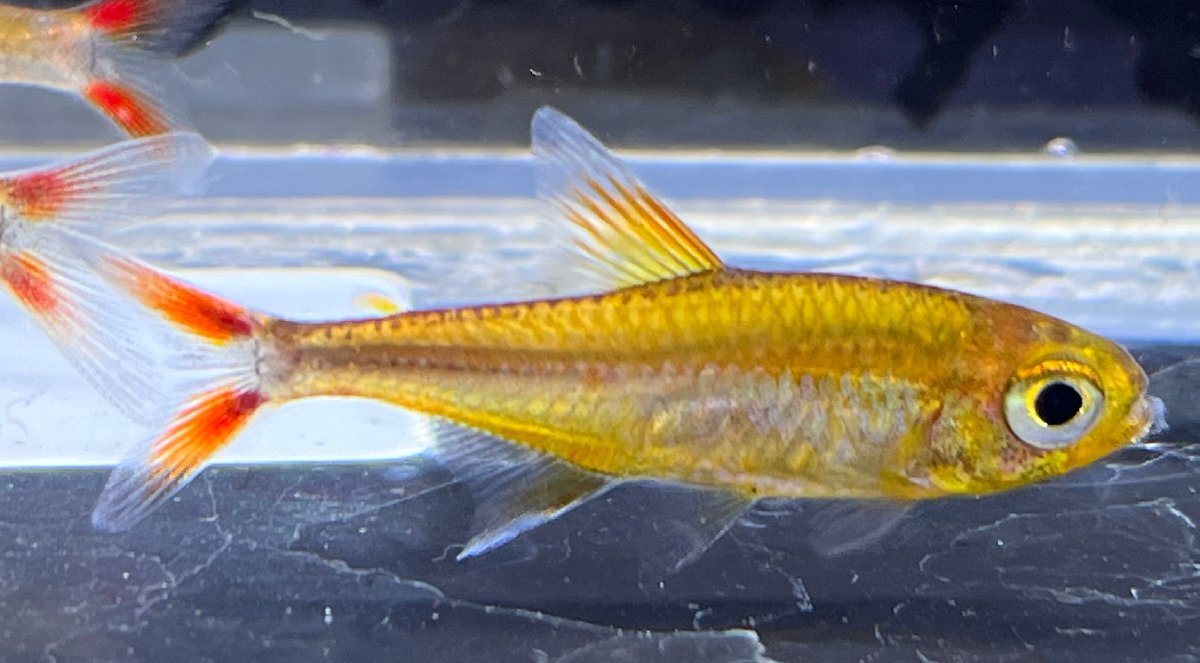  super red Walter Tetra (amaya). included approximately 3cm rom and rear (before and after) 1 pcs 