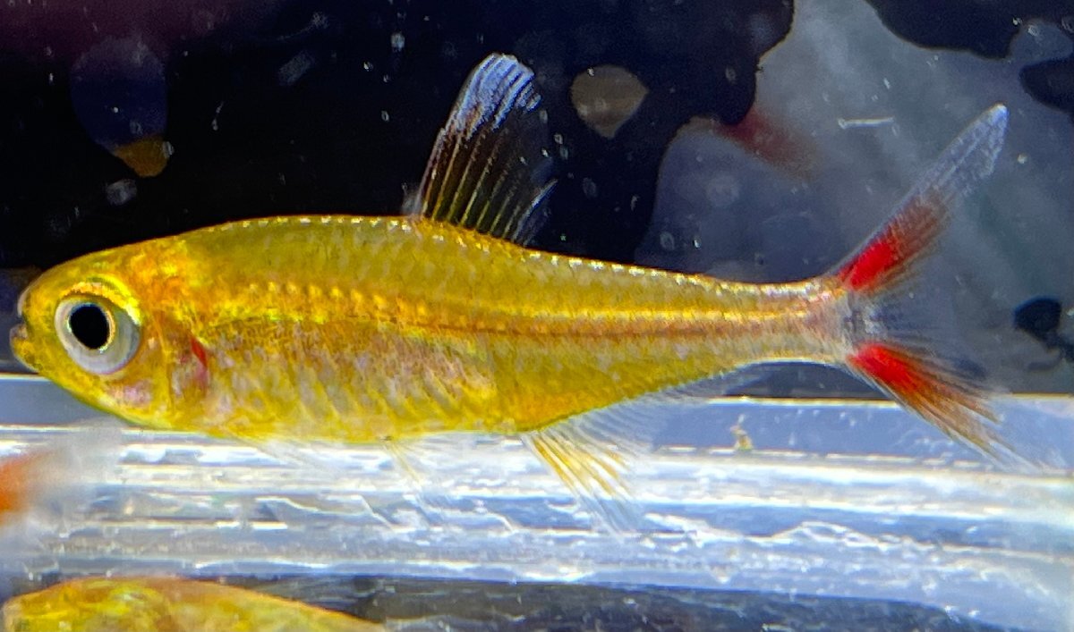  super red Walter Tetra (amaya). included approximately 3cm rom and rear (before and after) 3 pcs set 