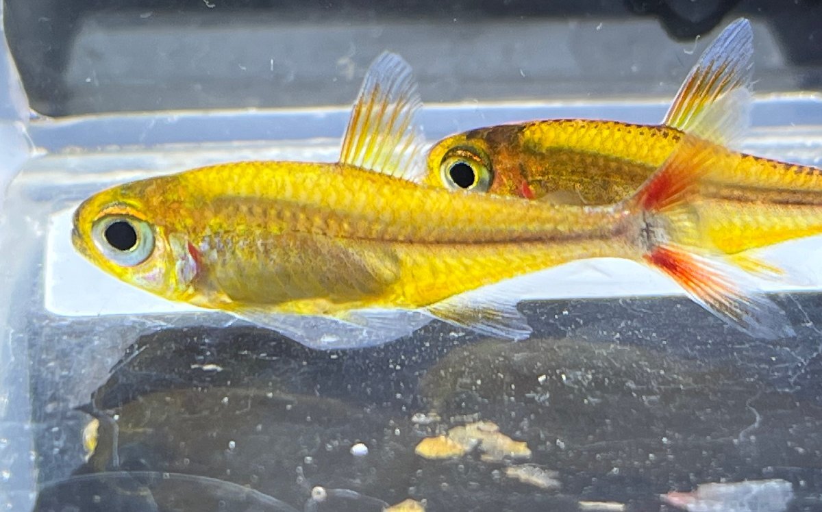  super red Walter Tetra (amaya). included approximately 3cm rom and rear (before and after) 3 pcs set 