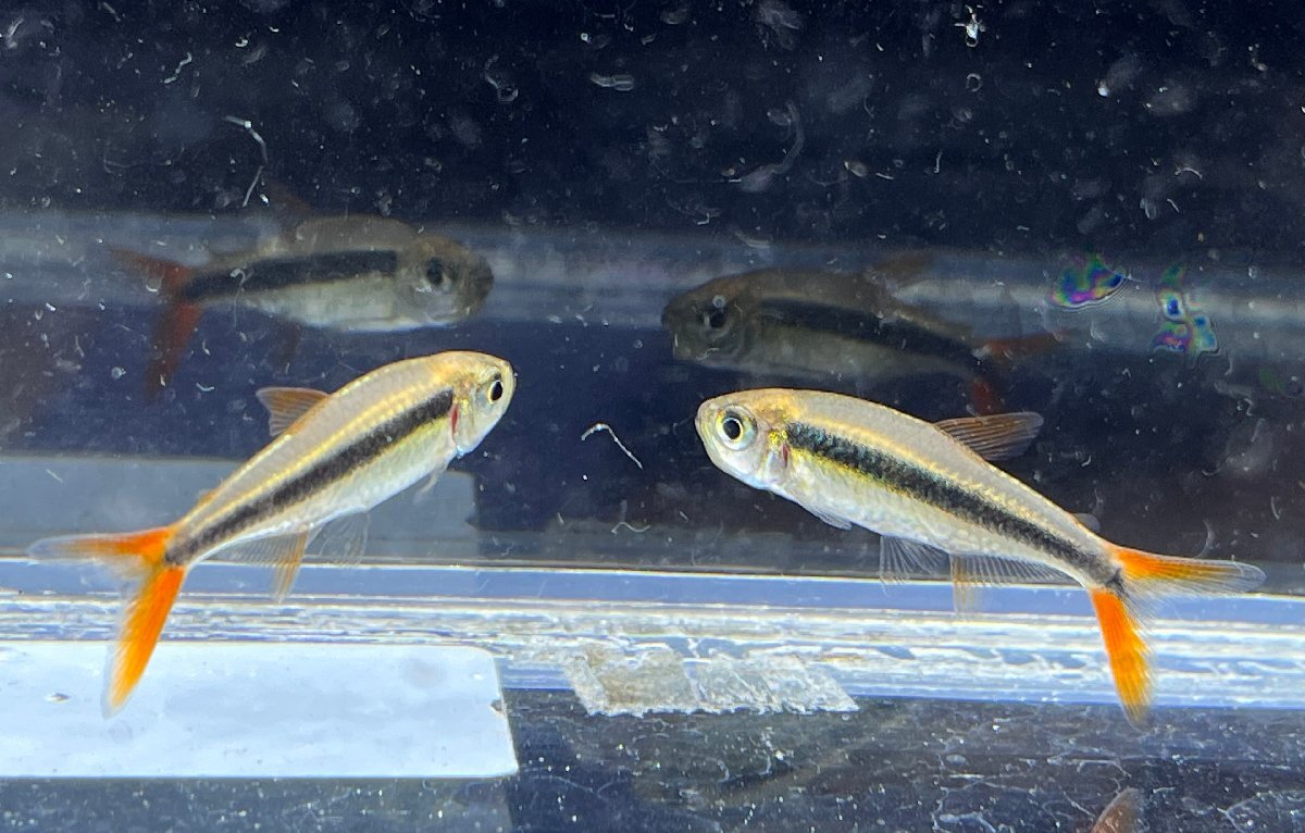  red fins penguin Tetra ( mat g rosso ). included approximately 3cm rom and rear (before and after) 1 pcs 