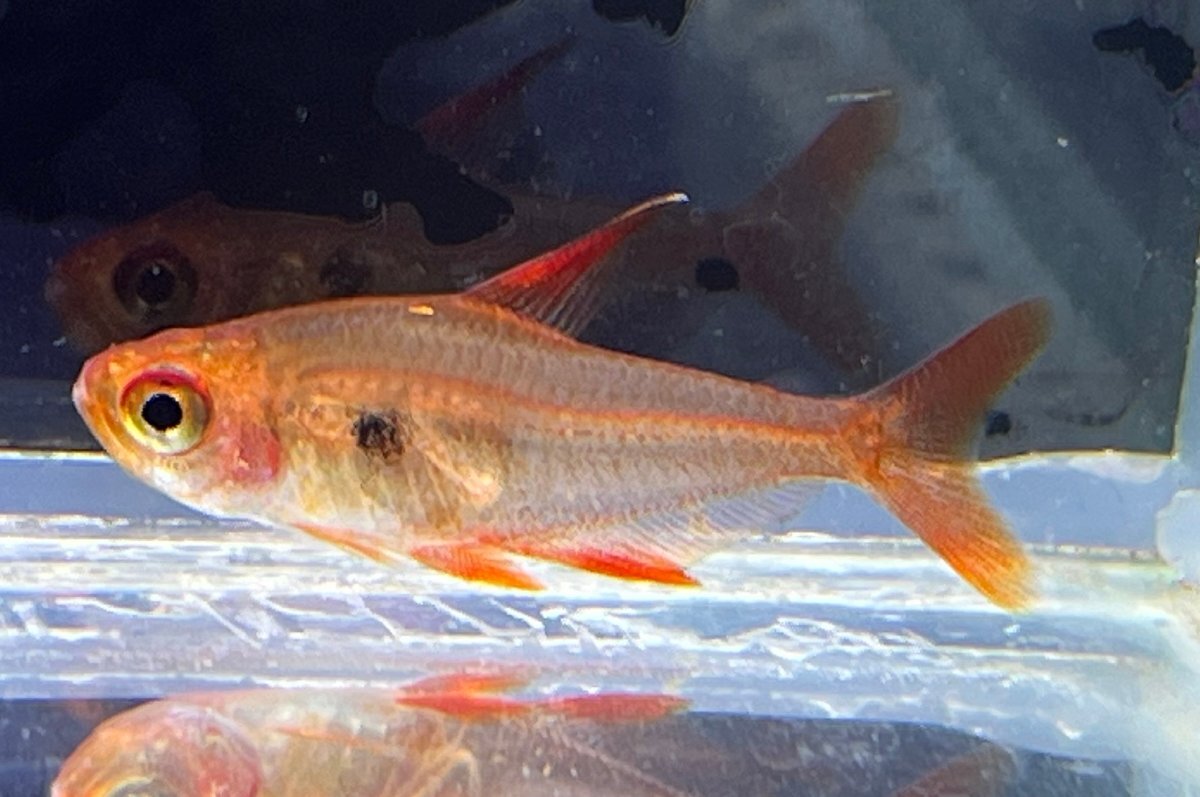  originator red Phantom Tetra *rubla. included approximately 3cm rom and rear (before and after) 3 pcs set 