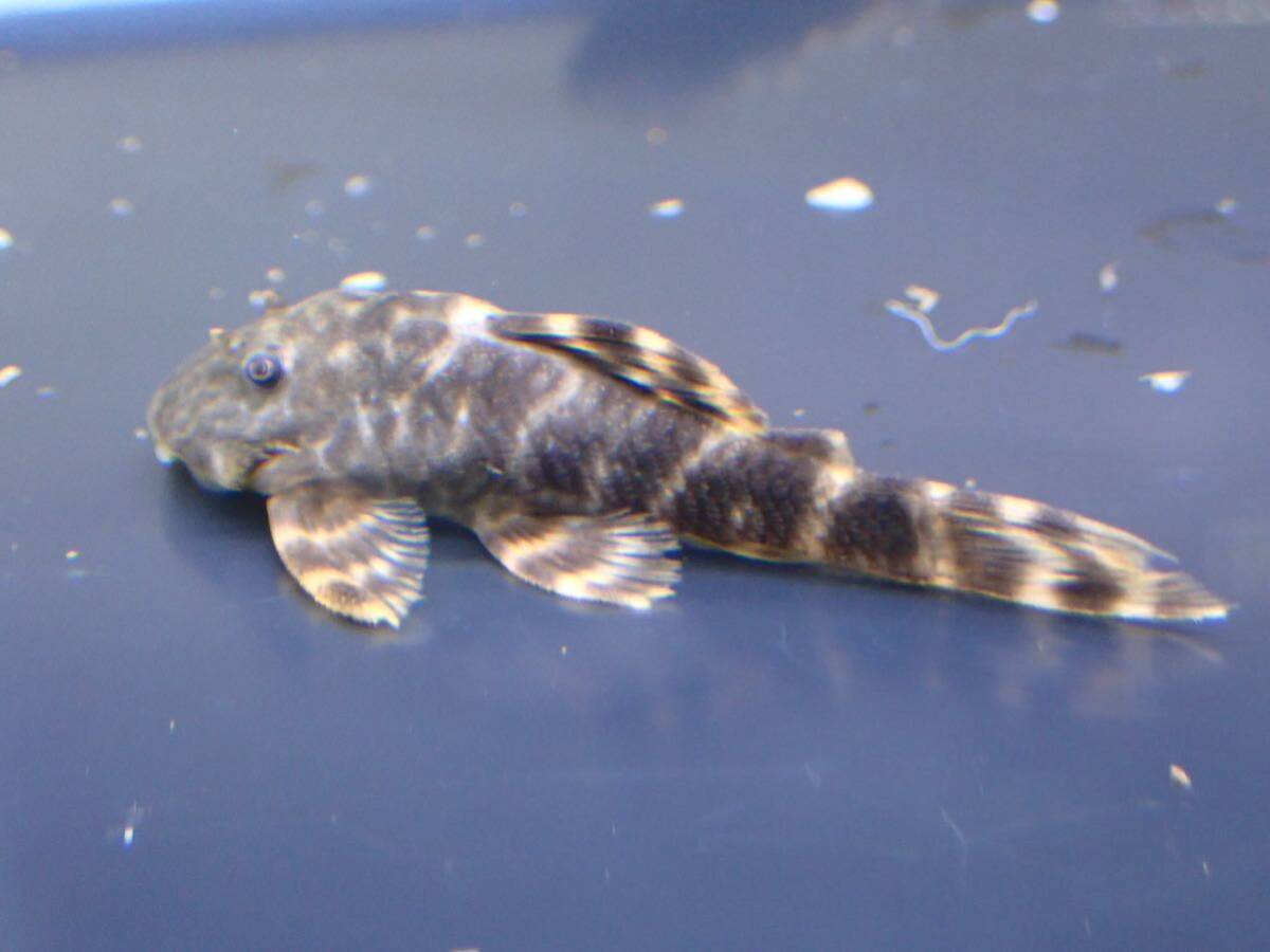 【アクアリウムのある暮らし】(淡水魚/プレコ) タイガープレコ1匹 サンプル画像 熱帯魚の画像1