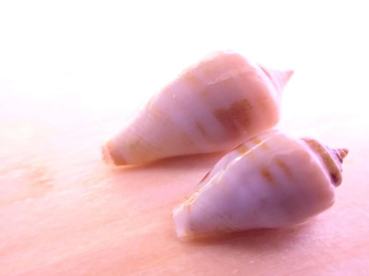 【アクアリウムのある暮らし】(海水魚/貝) マガキガイ 10匹 サンプル画像 コケ対策 底砂対策 マガキ貝