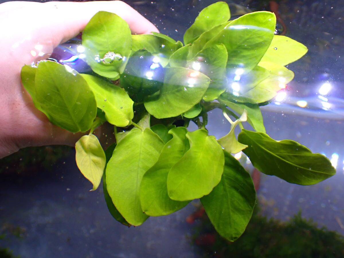 [ aquarium. exist living ]( water plants ) Anubias nana Golden 1POT sample image 