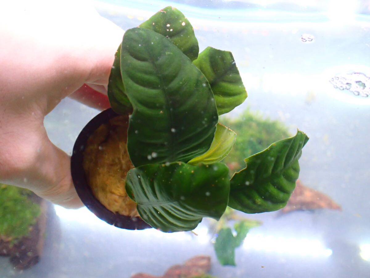 [ aquarium. exist living ]( water plants ) Anubias nana coffee fo rear 1POT sample image 