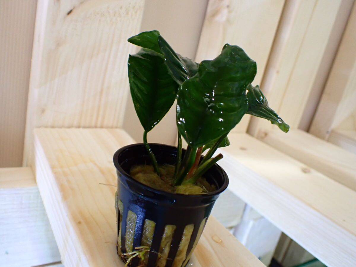 [ aquarium. exist living ]( water plants ) Anubias nana coffee fo rear 1POT sample image 
