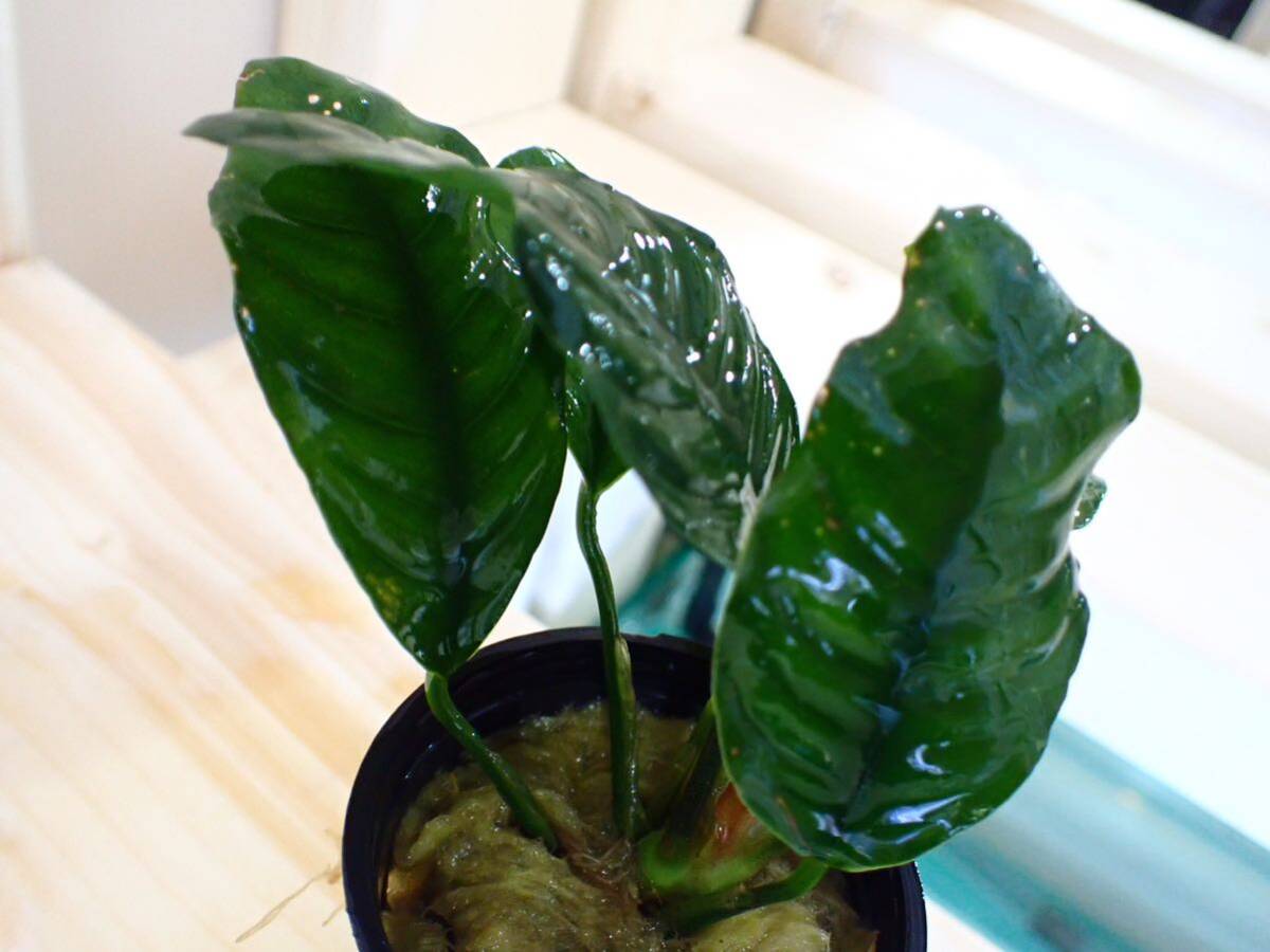 [ aquarium. exist living ]( water plants ) Anubias nana coffee fo rear 1POT sample image 